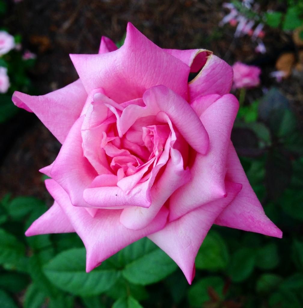  photo mc0909_zps99f890ce.jpg