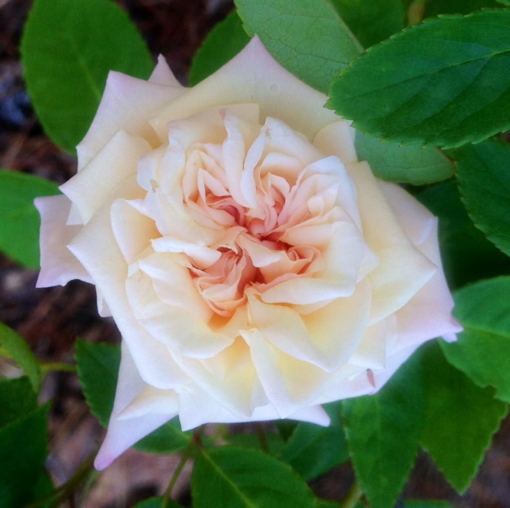  photo mfk0621_zpsd23cbf0c.jpg