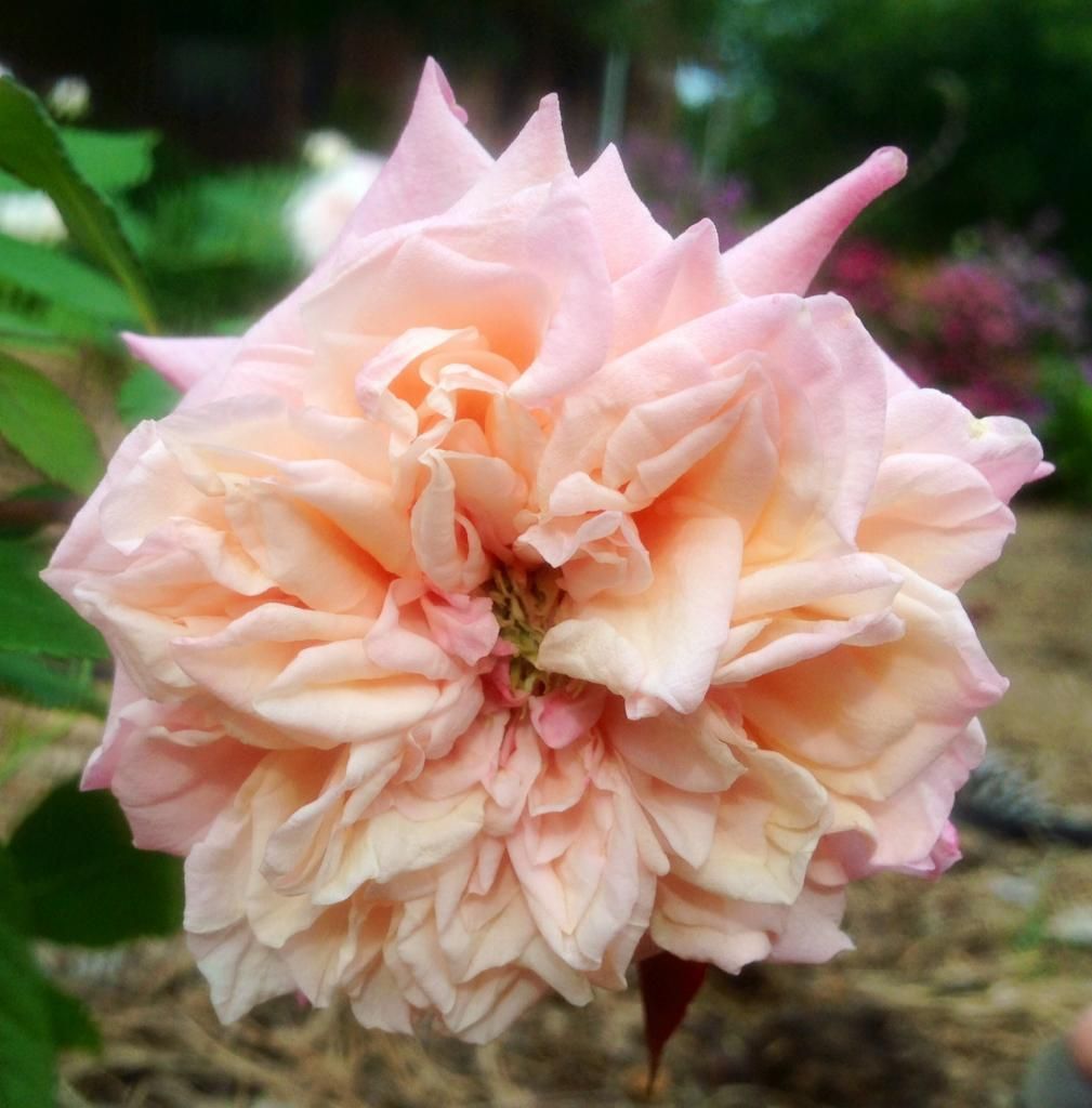  photo mfk0730_zps2083ad3e.jpg