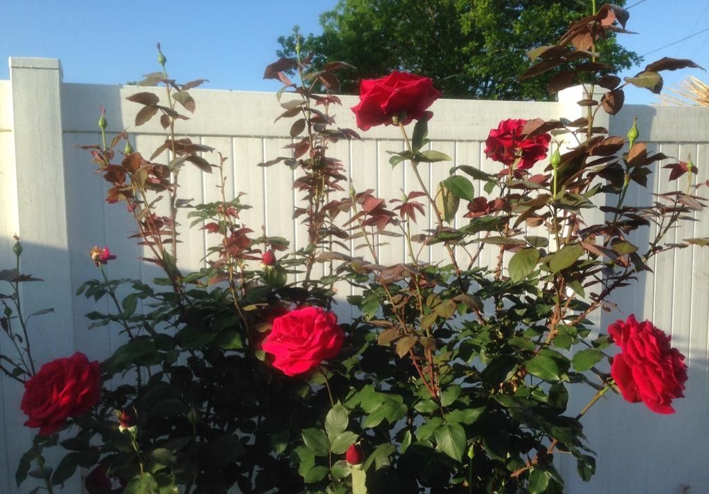 photo ml0511a_zpsb053389a.jpg