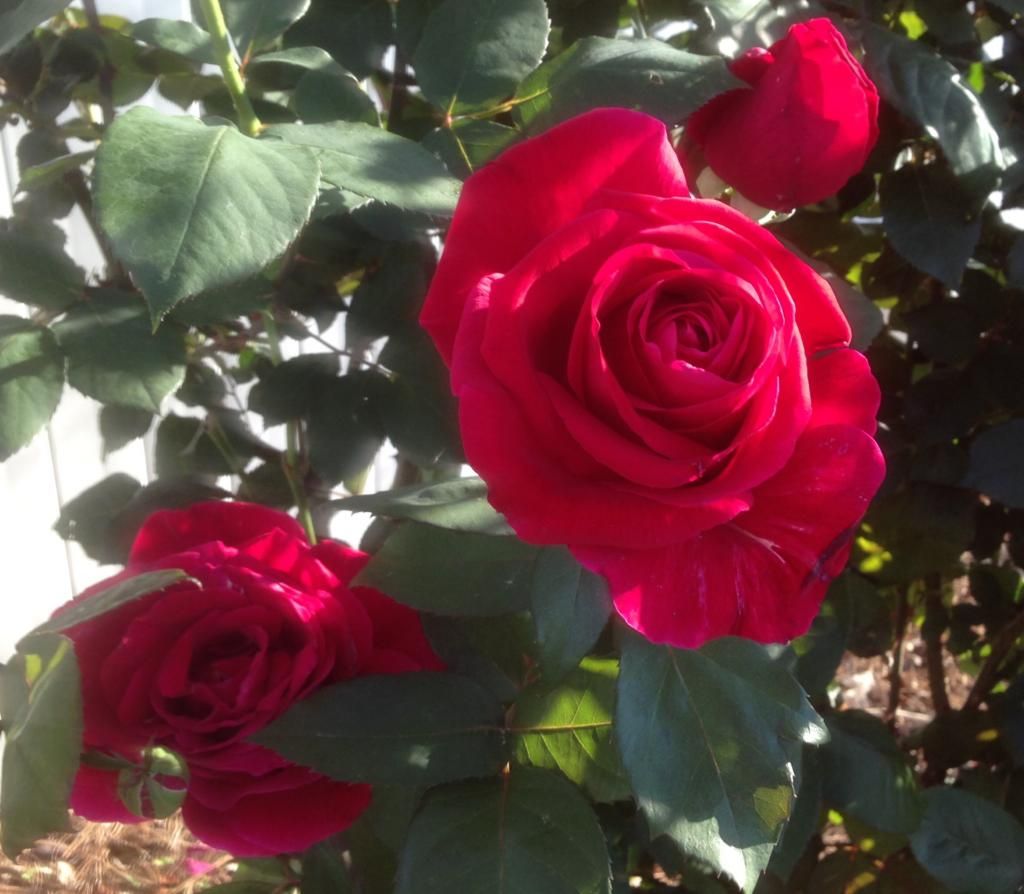 photo ml0515c_zps42835158.jpg