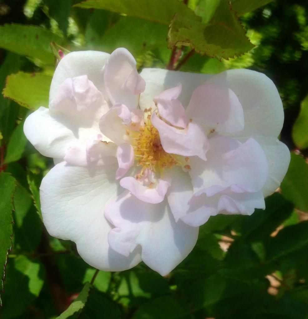  photo mp0425a_zps1c716788.jpg