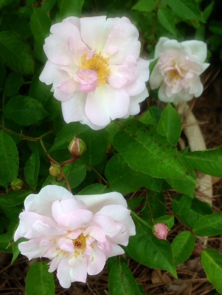  photo mp0427_zpsb1a459da.jpg