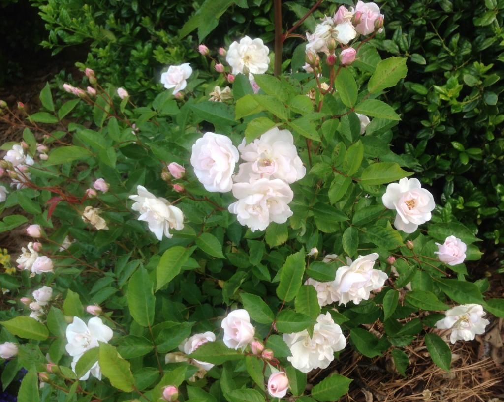  photo mp0501a_zpsdb70575d.jpg