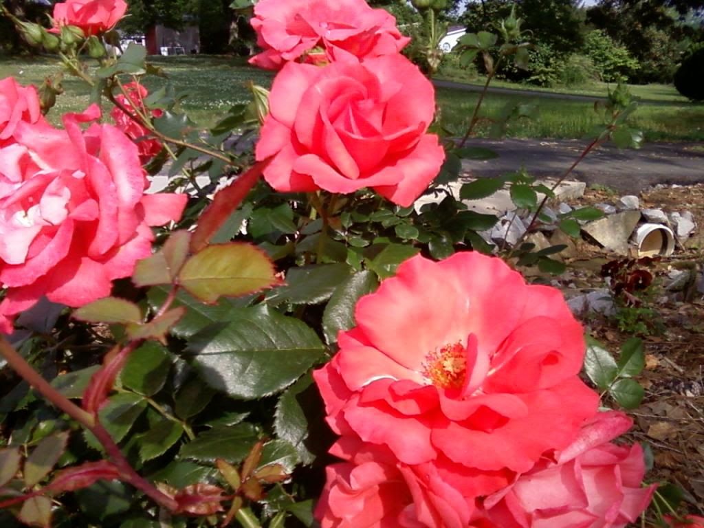 photo mskies0519_zps5e142110.jpg