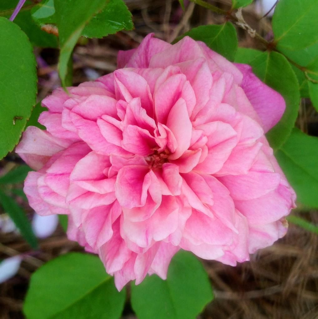  photo mt0727a_zps692cc523.jpg