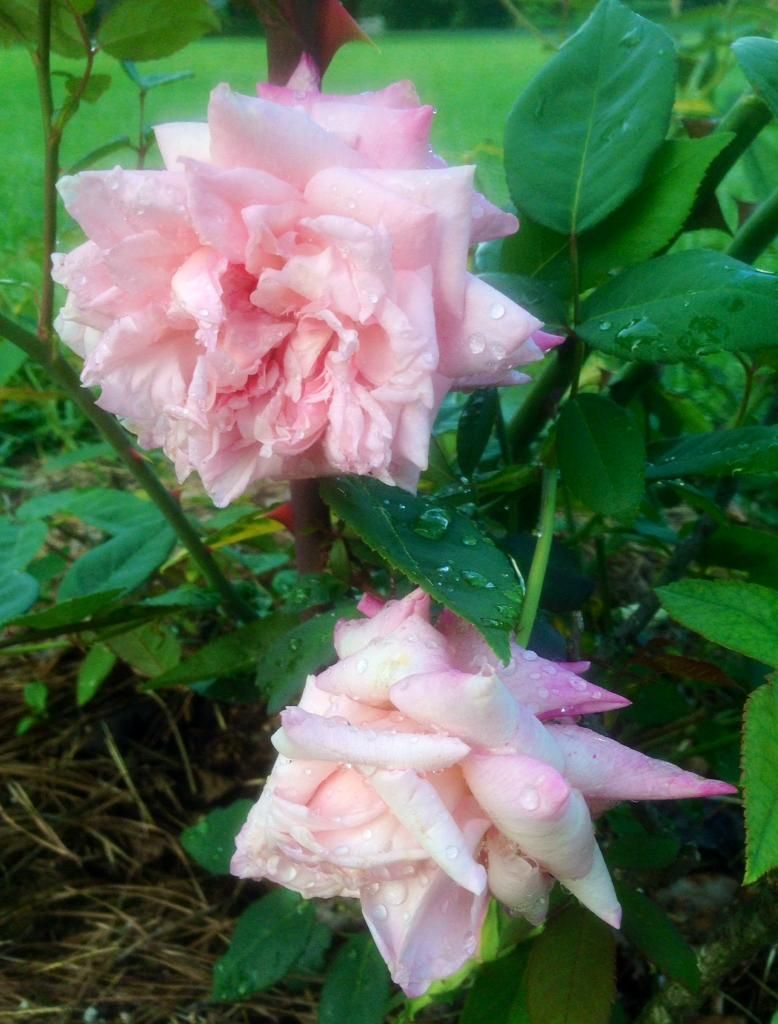  photo mvh0724_zps573ef3cd.jpg