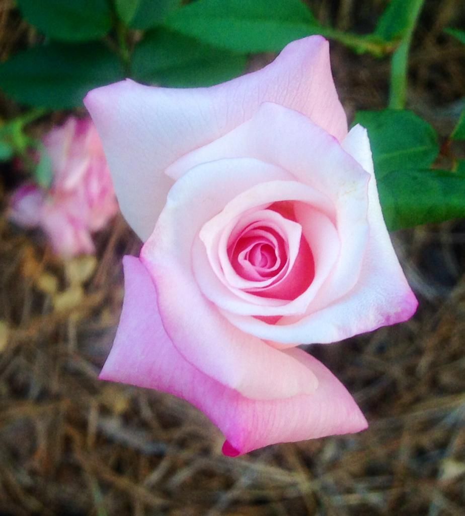  photo mvh0805_zps7d5727c1.jpg