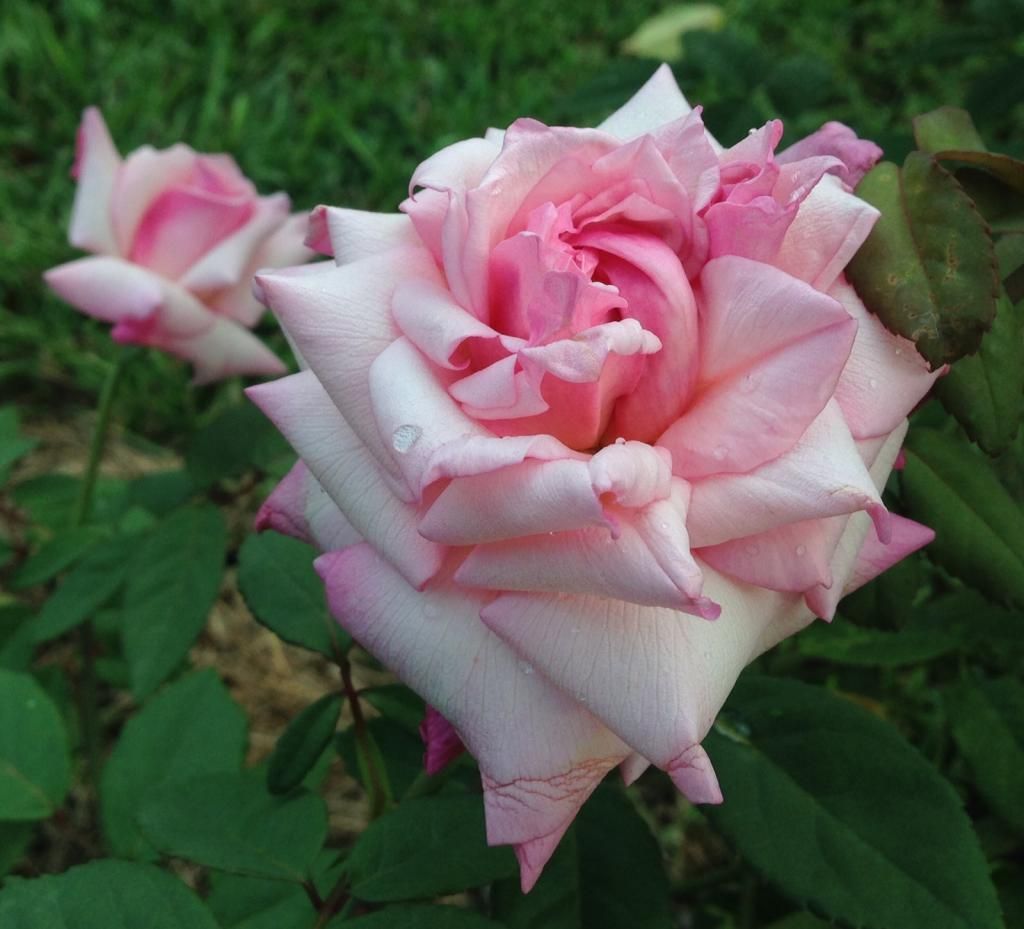  photo mvh0912b_zps905dcca4.jpg