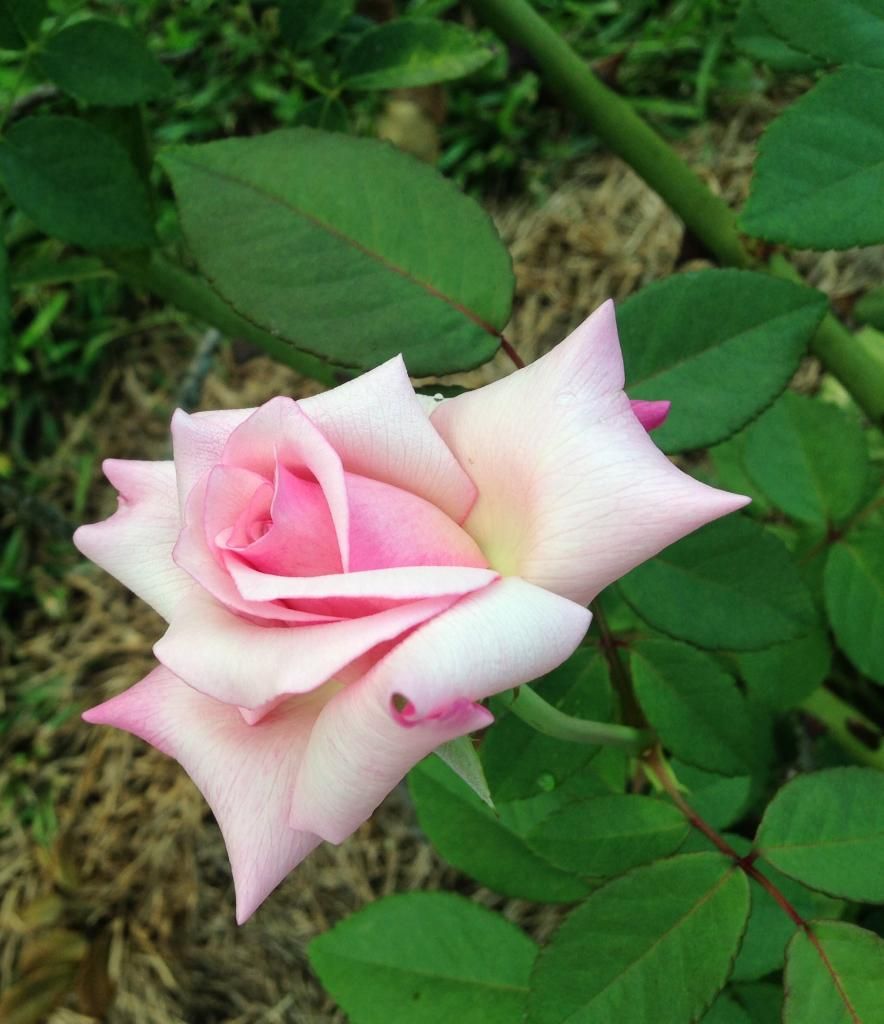  photo mvh0912d_zps2771c686.jpg