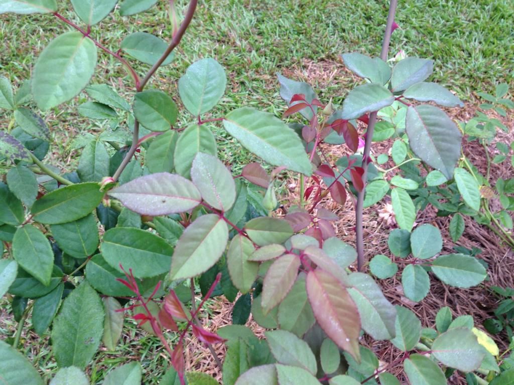  photo mvhid0914d_zpsa0da9a76.jpg