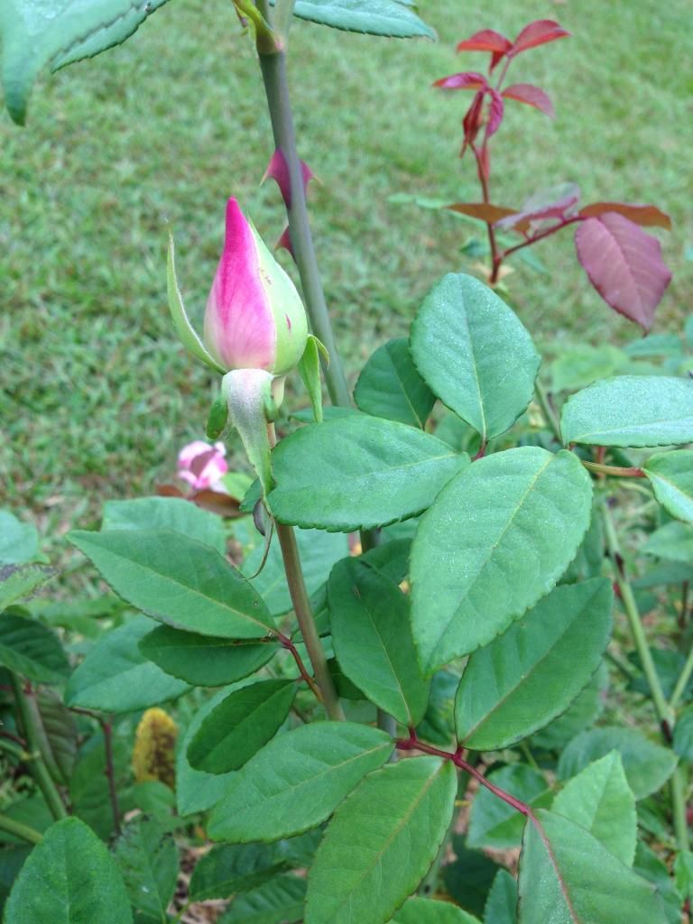  photo mvhid0914e_zps5e0eee4f.jpg