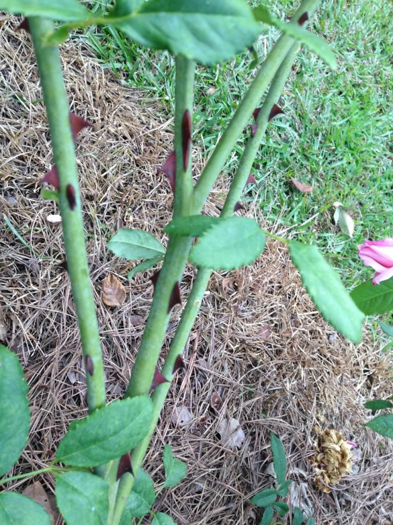  photo mvhid0914g_zpsd00ad95d.jpg