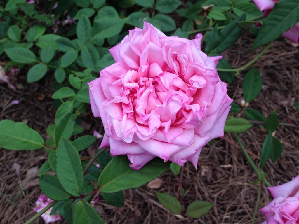  photo mvhid0914i_zpse031305e.jpg