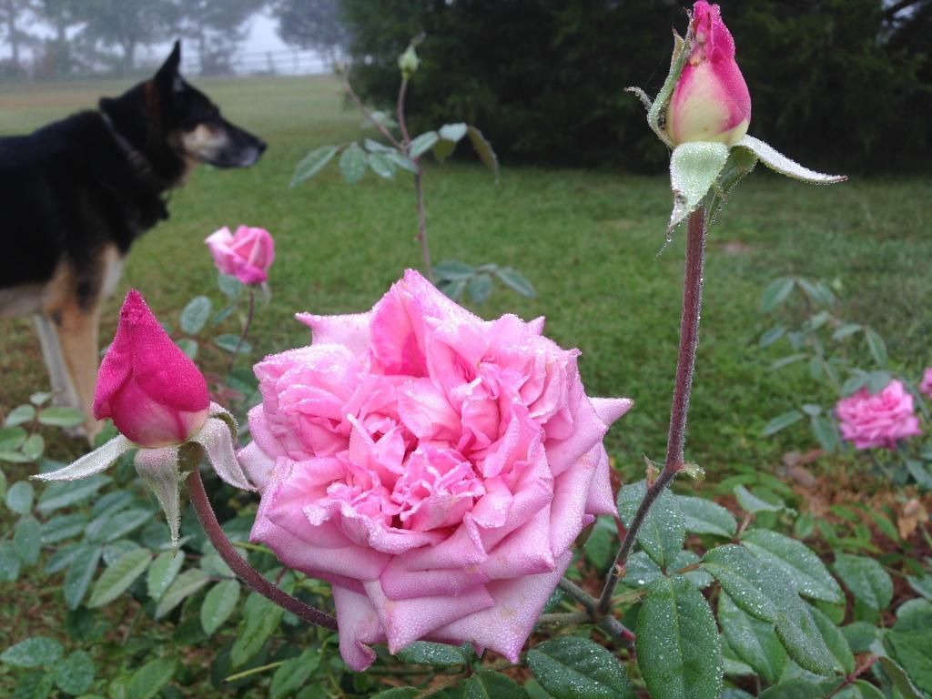  photo mvhid0914r_zpsf96f3b31.jpg