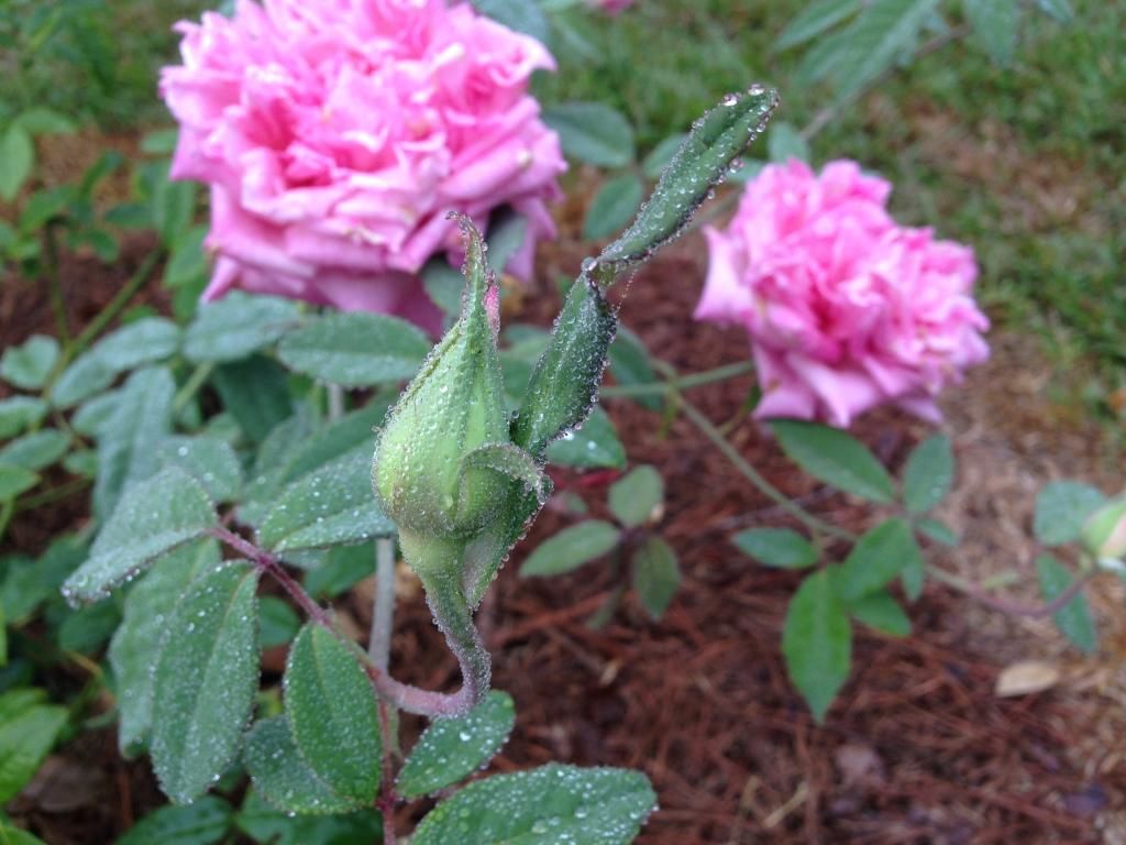  photo mvhid0914t_zps24e39abb.jpg