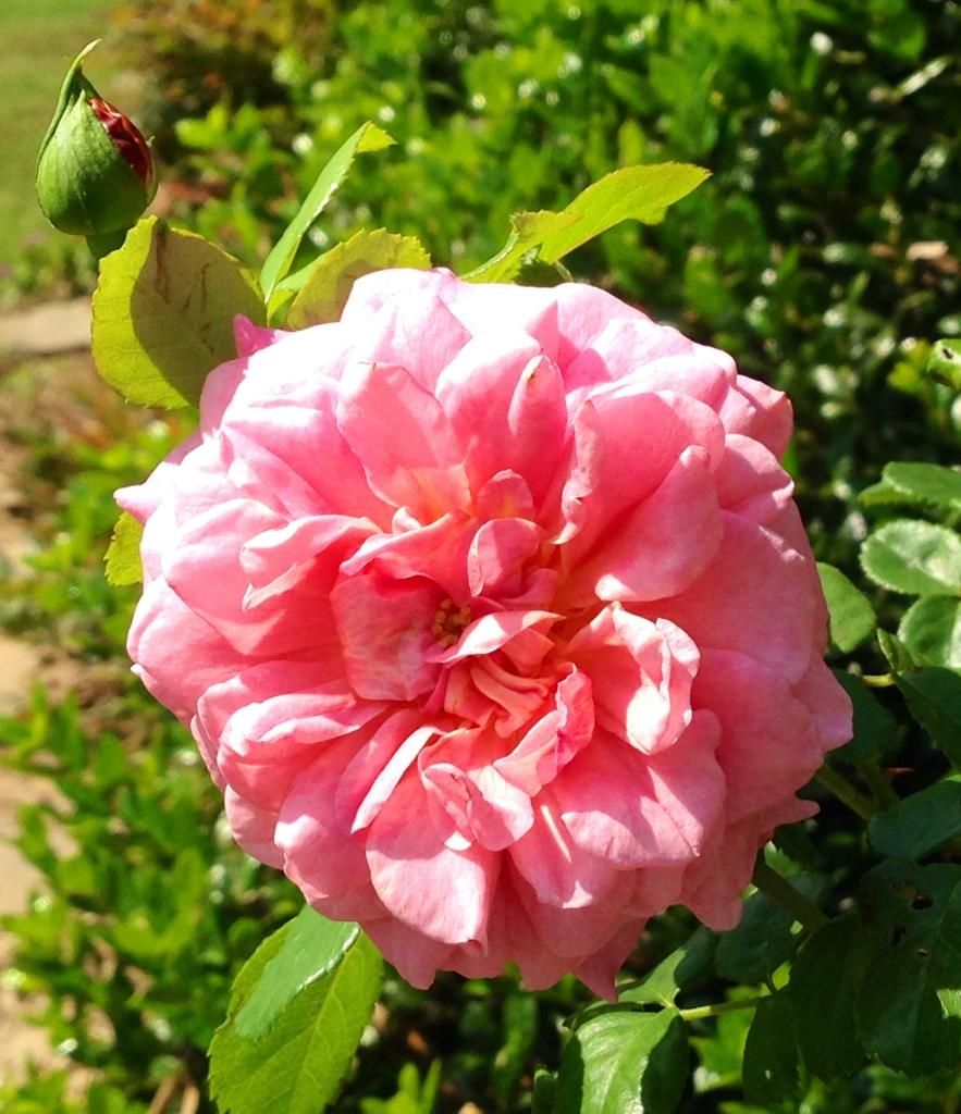  photo mystery091414d_zps7bc25b55.jpg