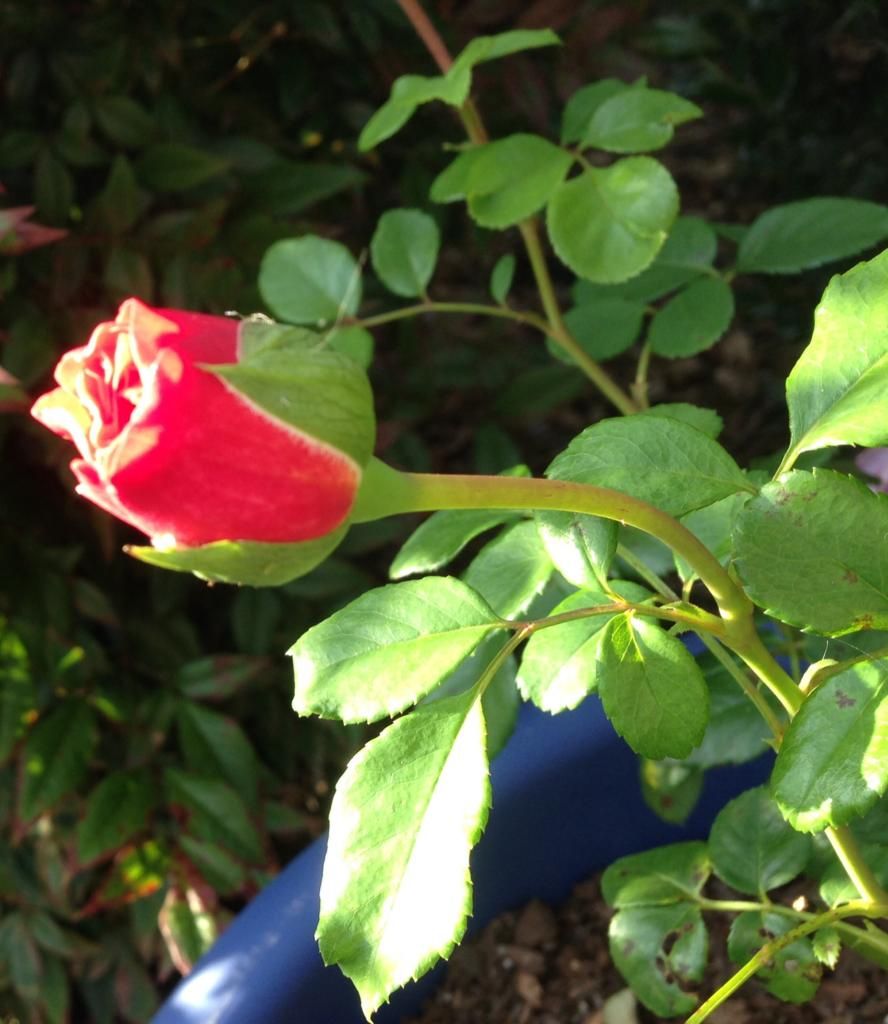  photo mystery092314a_zps5b65f237.jpg