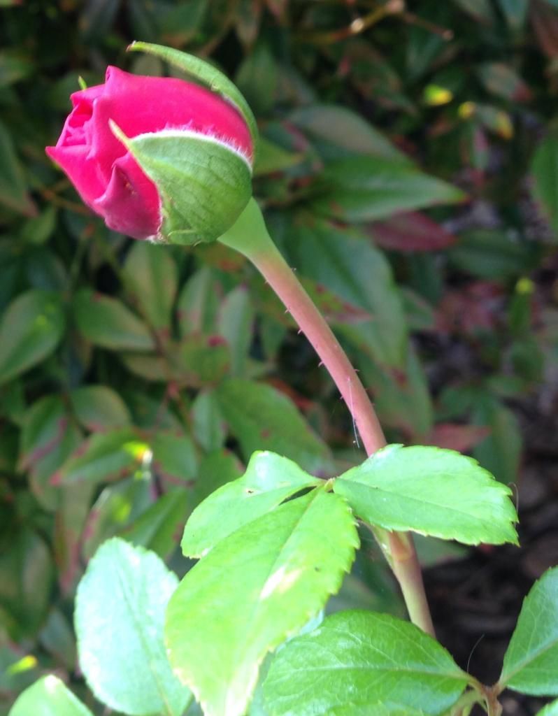  photo mystery092314c_zps48ab7eaf.jpg