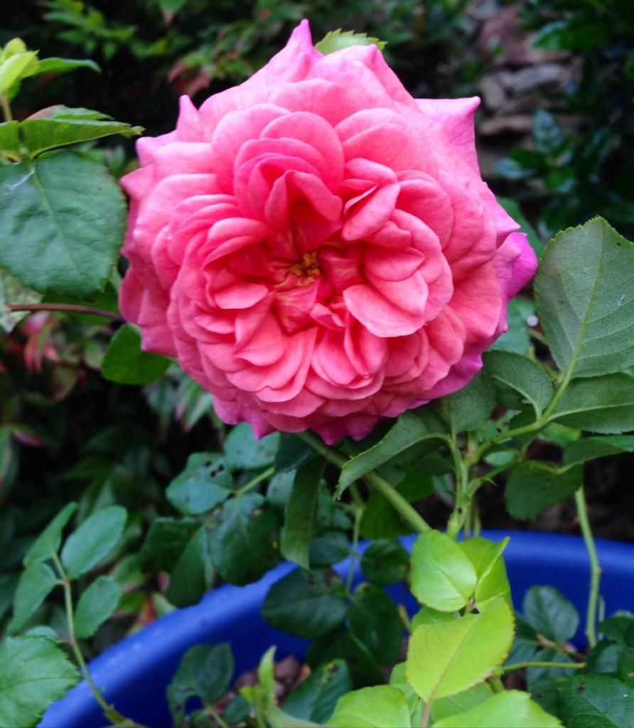  photo mystery0928141_zps484b00f0.jpg