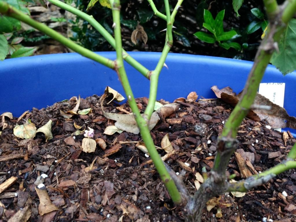  photo mystery092814a_zps39550640.jpg