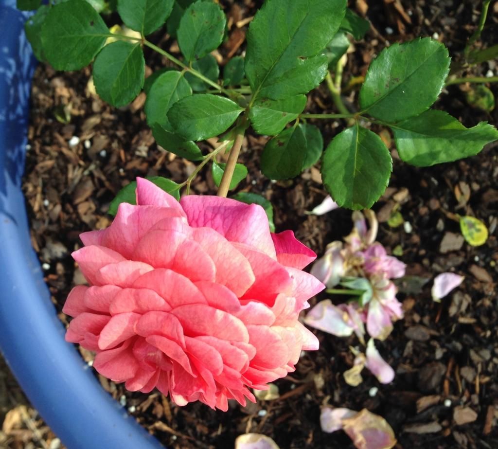  photo mystery092814e_zps0e2e2521.jpg