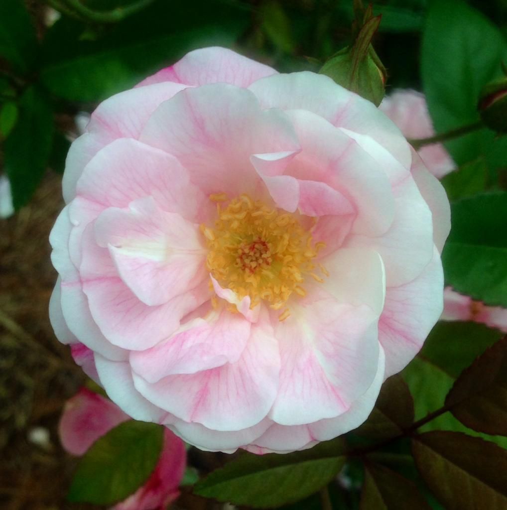 photo nn0614f_zpsbe1dab2e.jpg