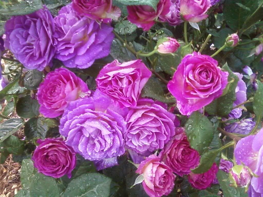 photo otb0521a_zps13de1ba8.jpg