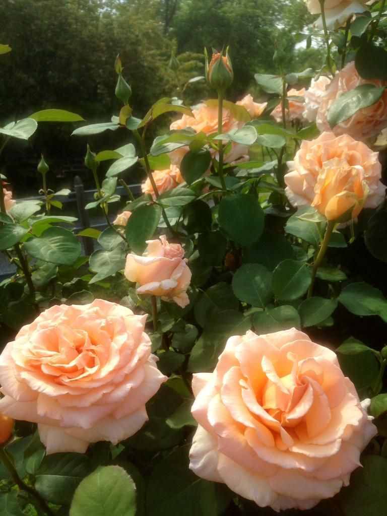 photo otm0520_zpsa189f444.jpg