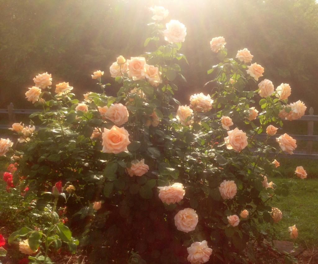 photo otm0604_zps01ed8d75.jpg