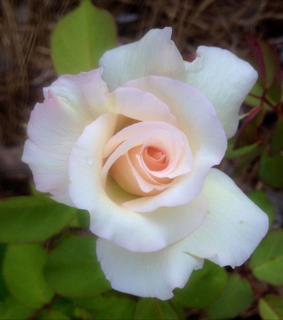  photo pdj0715a_zps0b763ef3.jpg