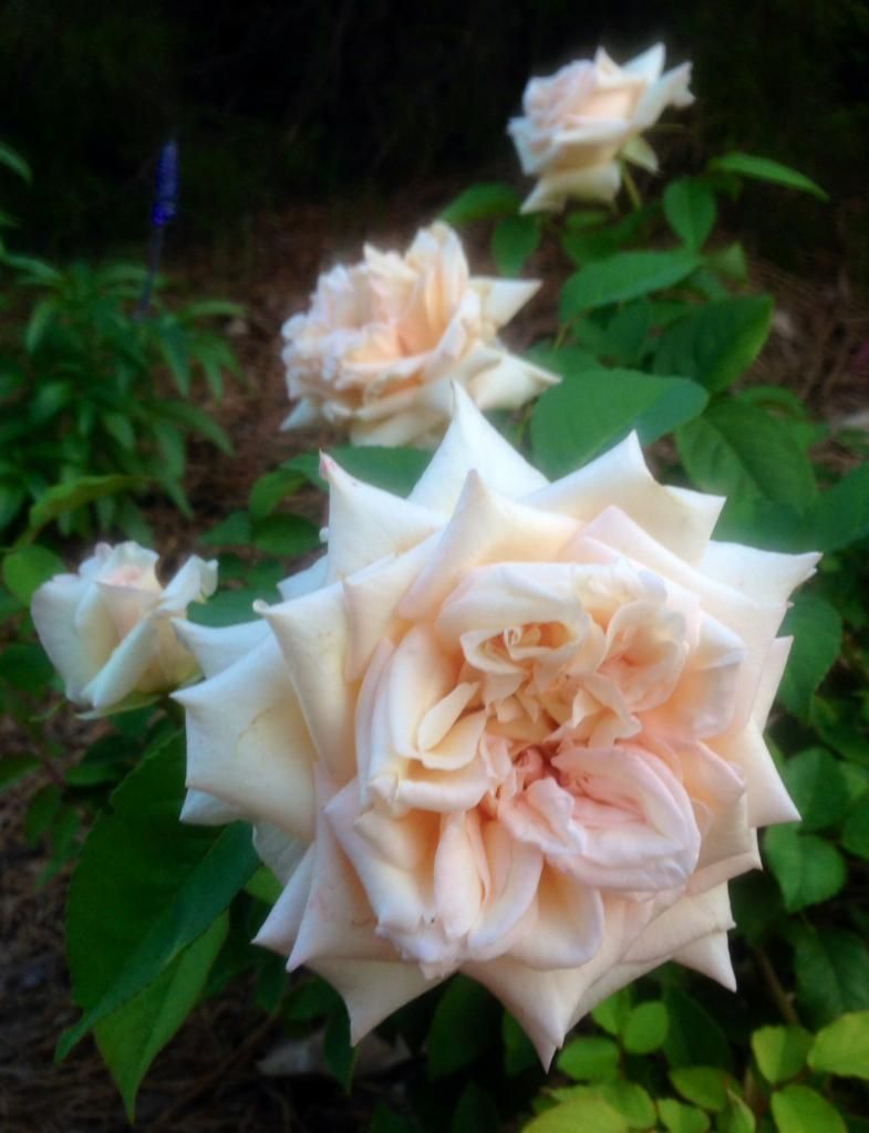  photo pdj0803_zps580f630a.jpg