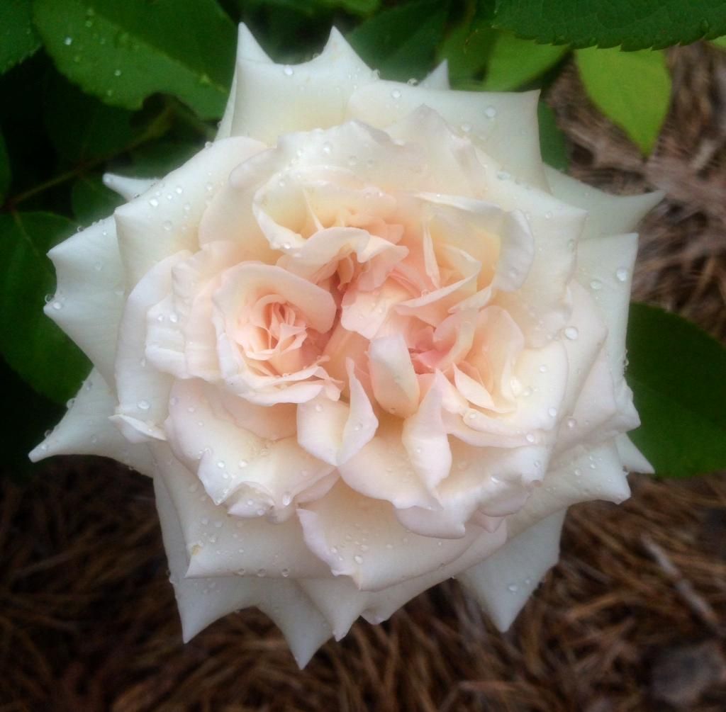  photo pdj0807_zps22abbc39.jpg