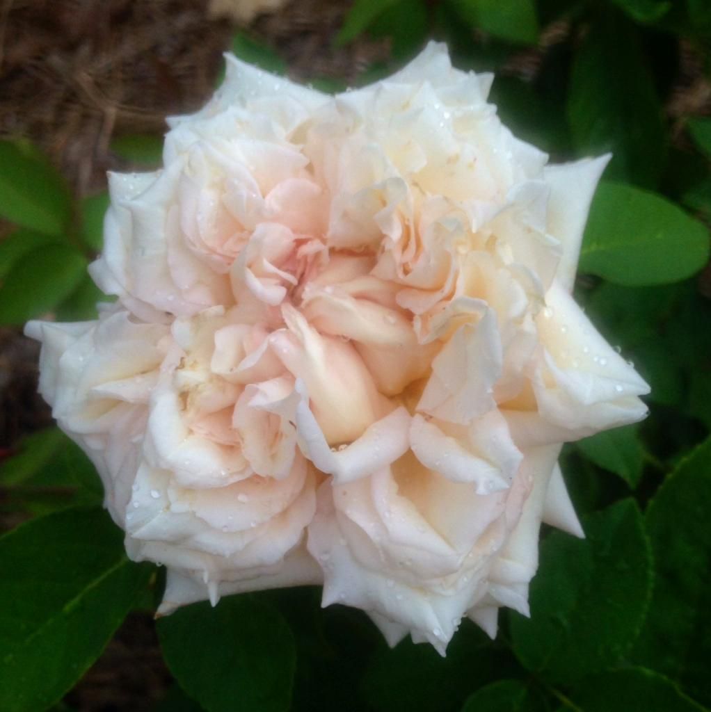  photo pdj0807a_zps7ec7215c.jpg