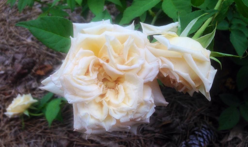  photo pdj0830a_zps9aa15371.jpg