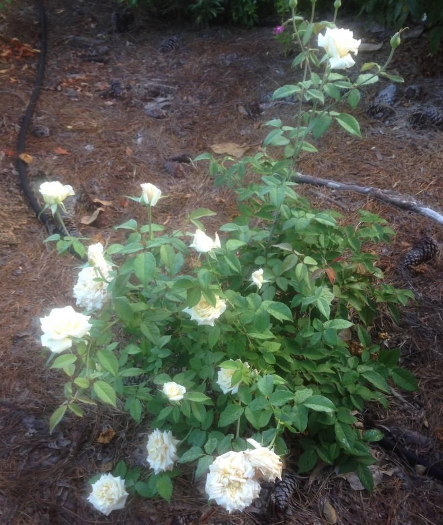  photo pdj0903_zpsd7e689b3.jpg