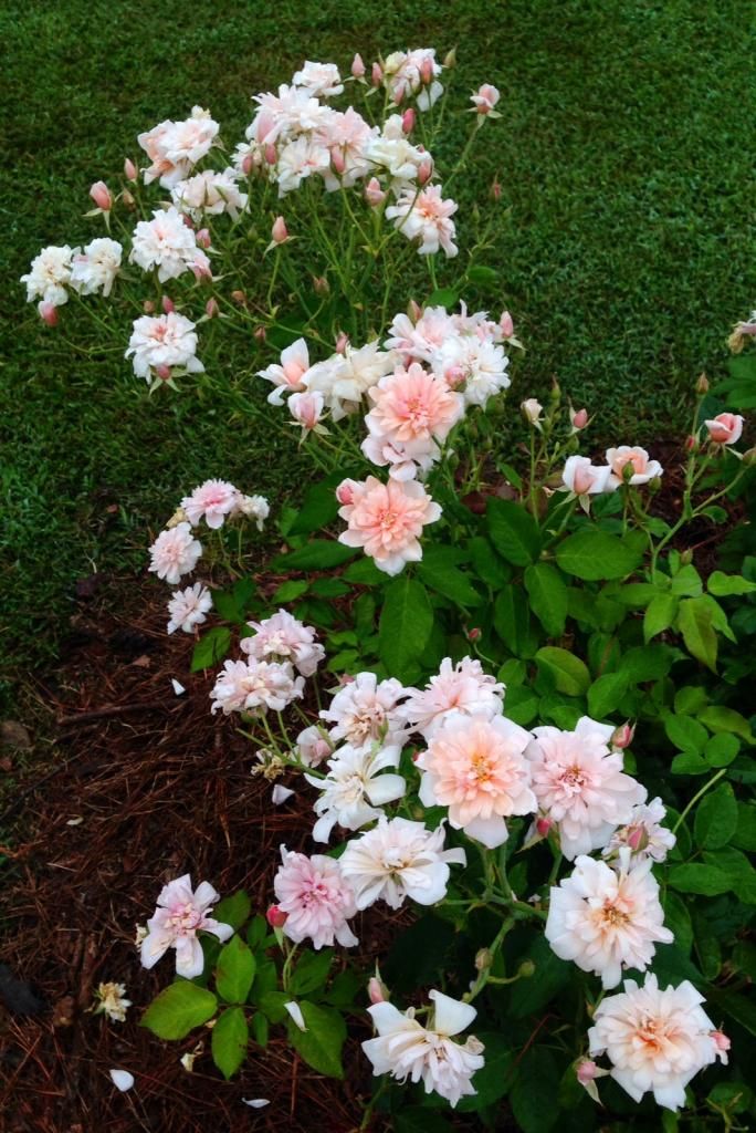  photo pdo0915_zpse2b8074d.jpg