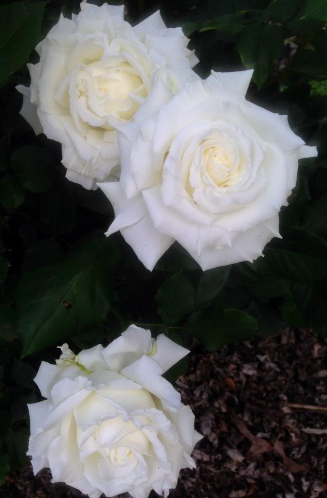 photo pjp0511_zps54465ca8.jpg