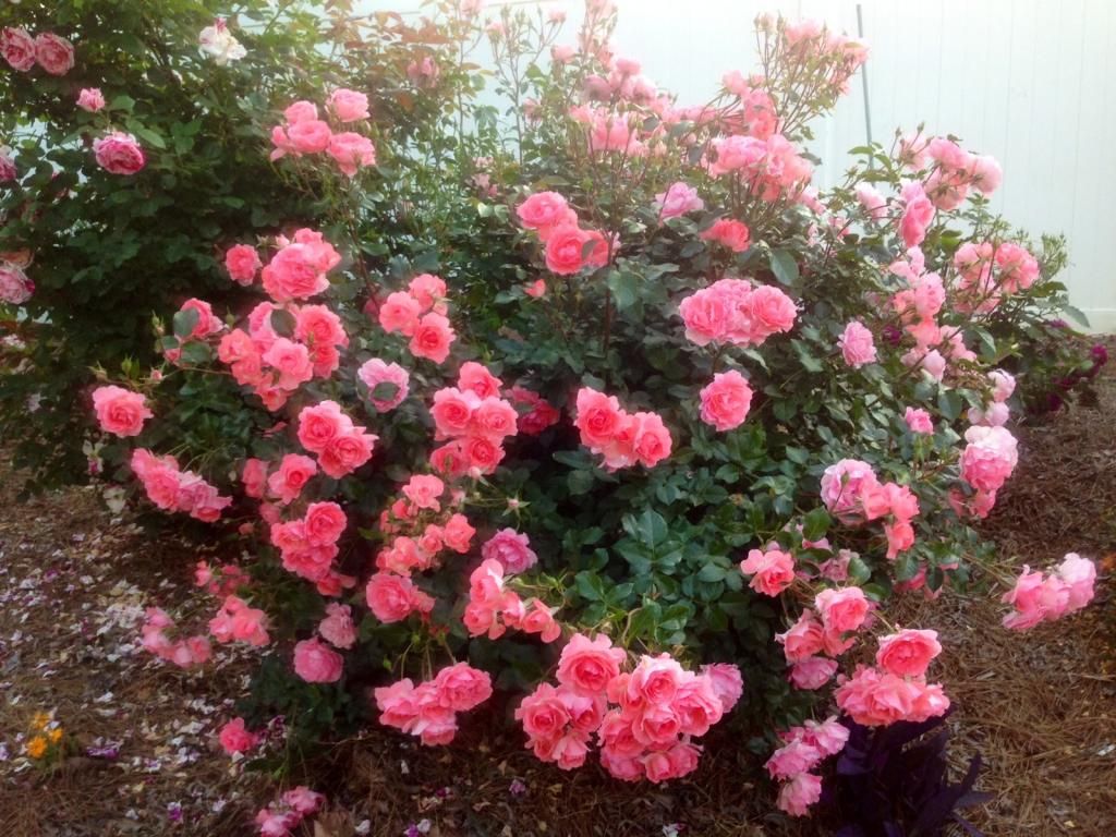 photo pk0513d_zps3acd53ca.jpg