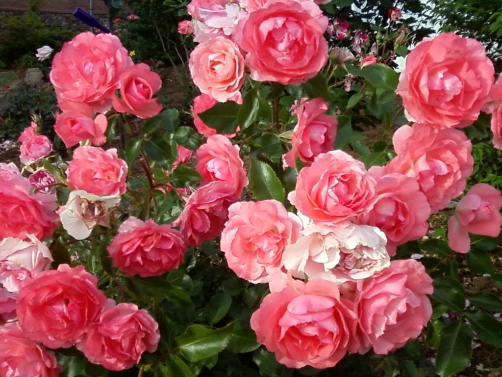 photo pk0531_zpsf5cee1bf.jpg