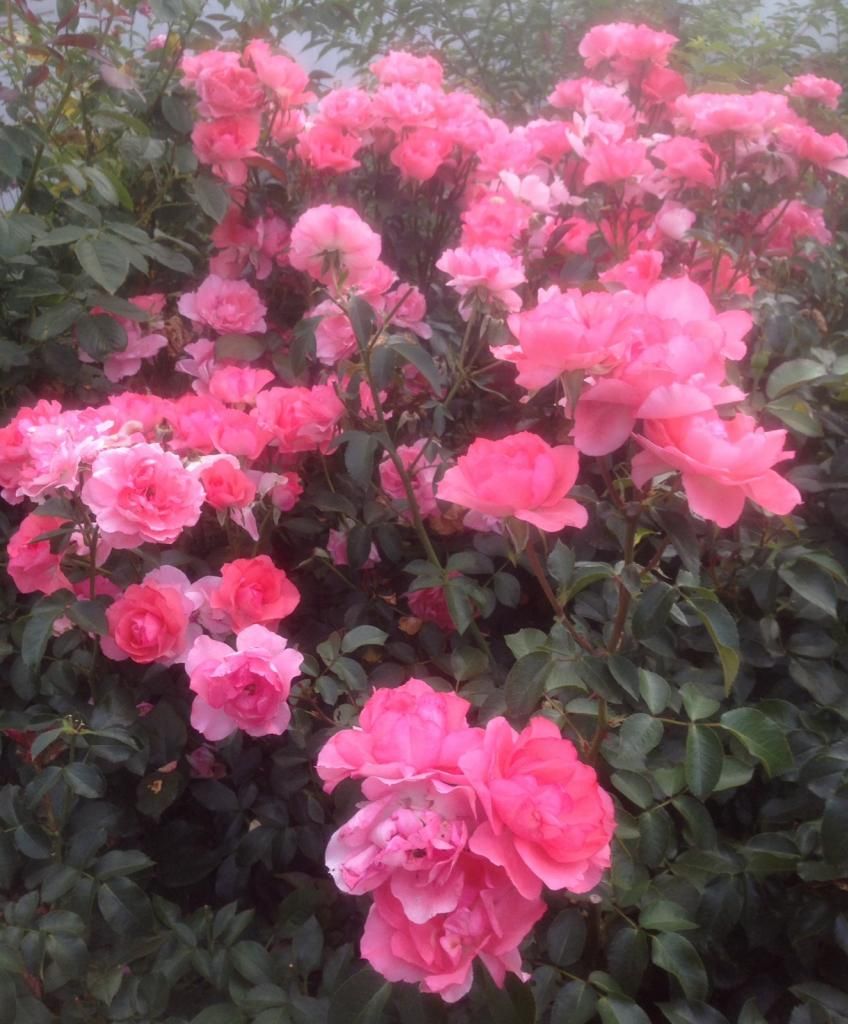 photo pk0717_zps1e337814.jpg