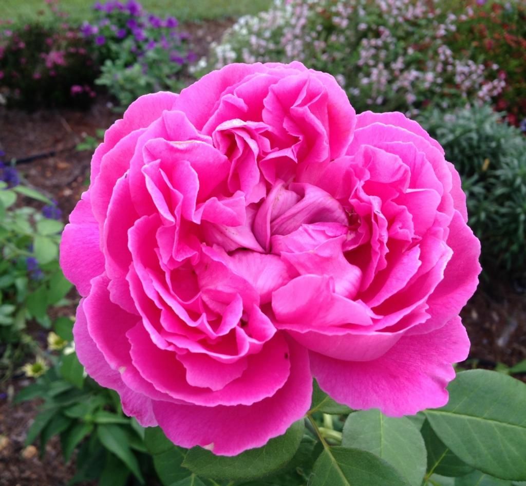  photo pn0906_zps621c8038.jpg