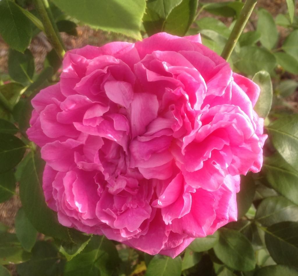  photo pn0906d_zps167ede10.jpg