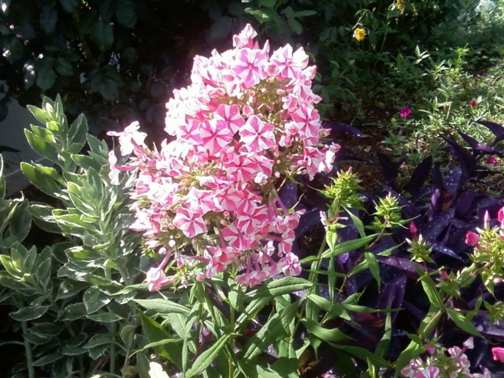  photo psphlox061513_zpseedab276.jpg