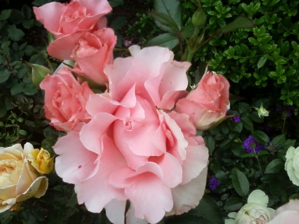 photo pysl050213_zpsdf54028c.jpg