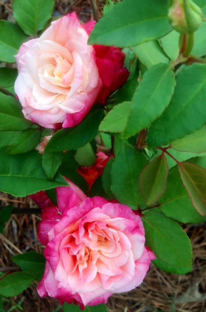  photo rd0512b_zps393a33a5.jpg