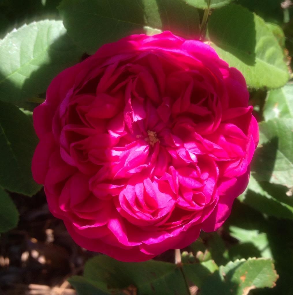  photo rdr0503a_zps143d61b2.jpg