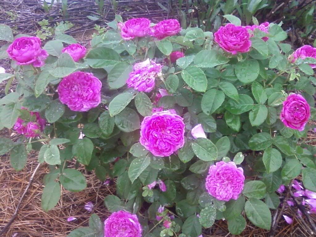  photo rdr0524_zps6264f287.jpg