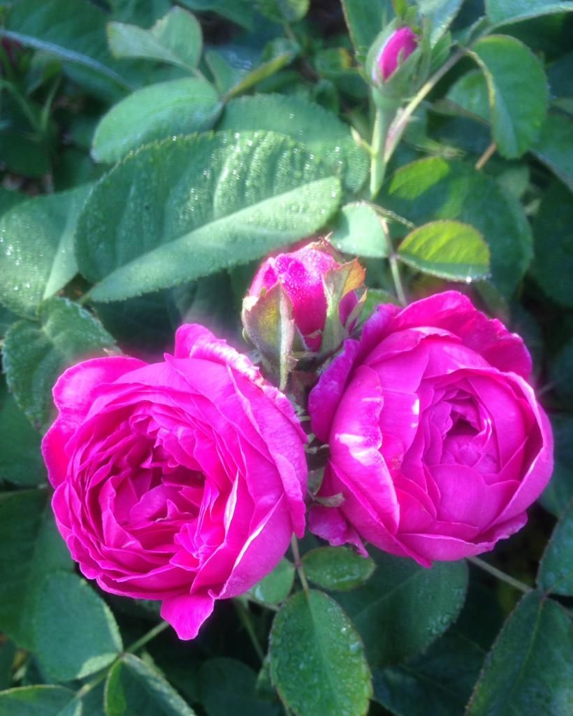  photo rdr0622_zps69f870d7.jpg