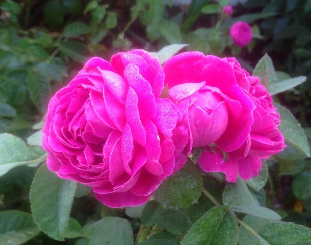  photo rdr0823_zps6effce03.jpg